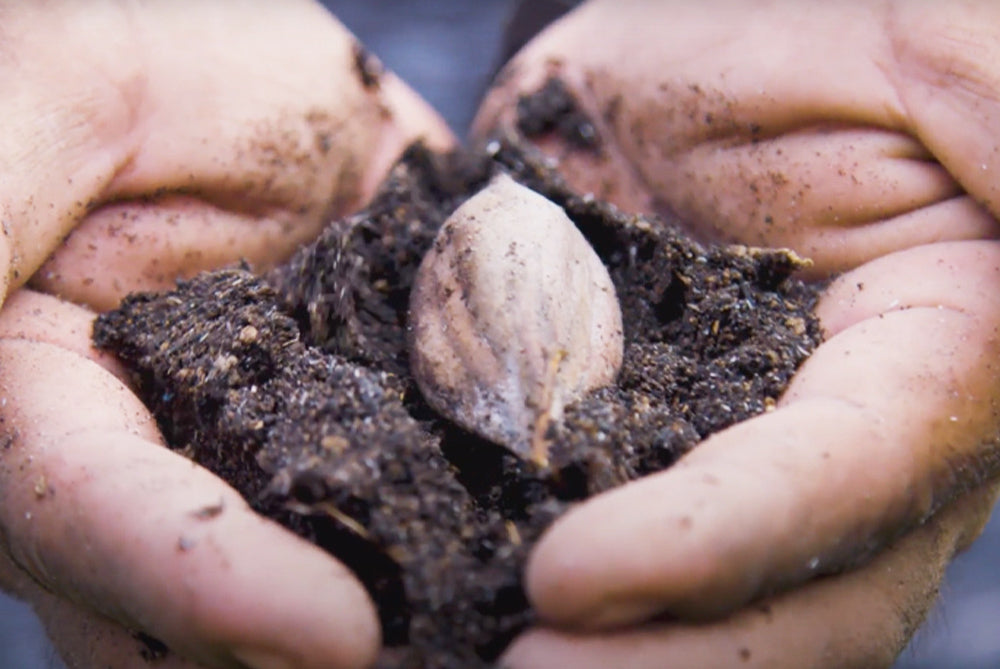 pili seed in soil